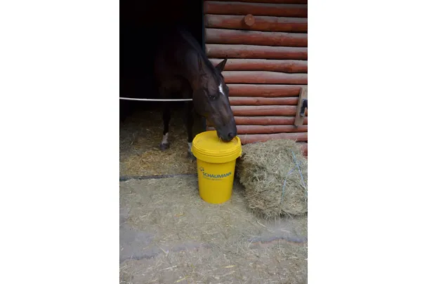 Lee Diamond - se Schaumannem od úrovně Z do úrovně T drezurního umění