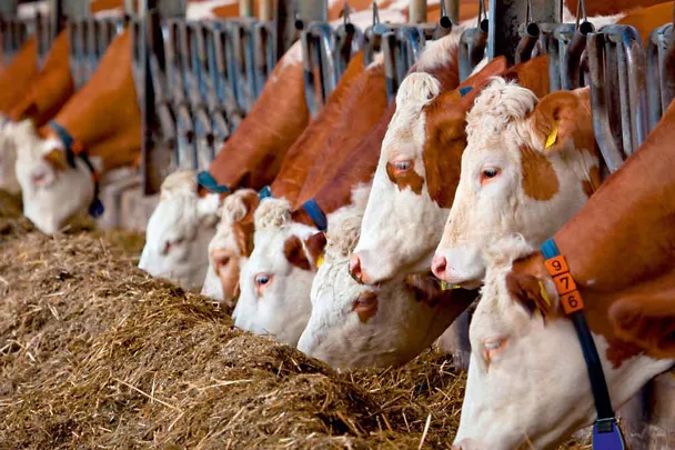 Červenostrakatý skot (Fleckvieh) u krmného stolu