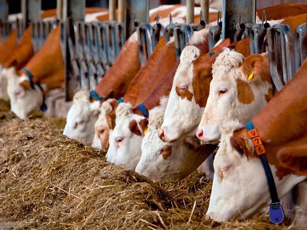 Červenostrakatý skot (Fleckvieh) u krmného stolu