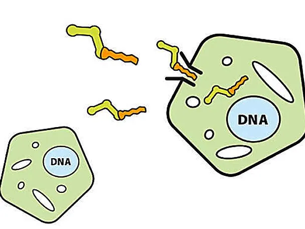 Monoglyceridy Monoglyceridy