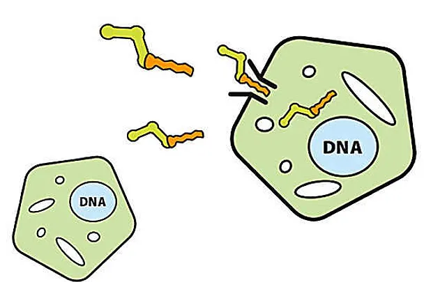 Monoglyceridy Monoglyceridy