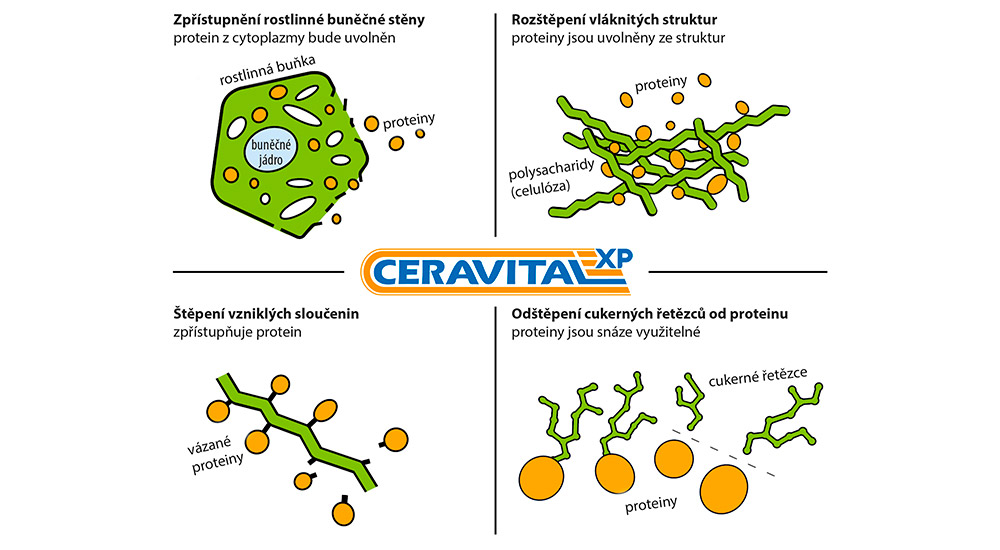 Účinek CERAVITAL XP