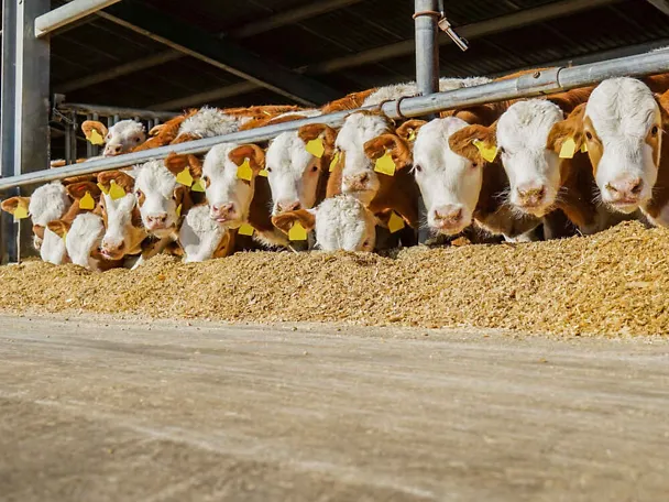 býci u krmného stolu