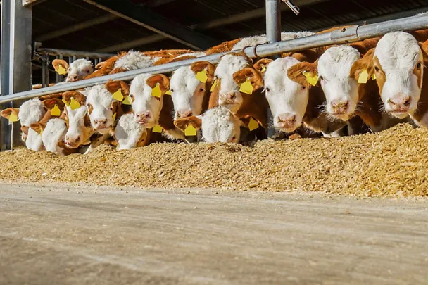 Býci u krmného stolu