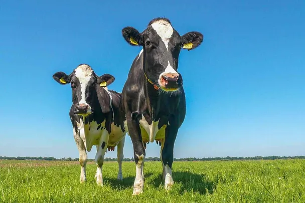 V létě pomáhá udržet mléčnou užitkovost RINDAMIN BP