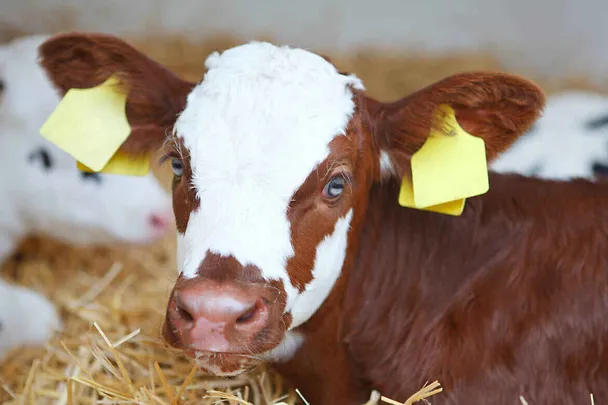 Řízení odchovu telat