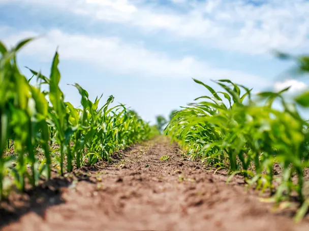Junge Maispflanzen im Feld
