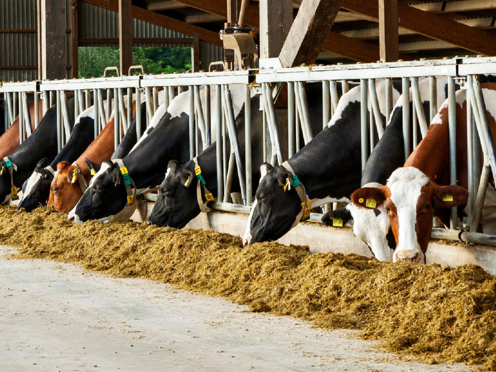 Rinder fressen Futter